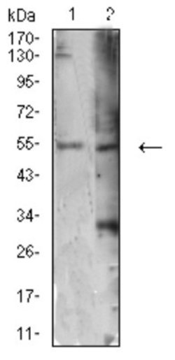 ATG4C Antibody (2E10H7) - BSA Free, Novus Biologicals:Antibodies:Primary